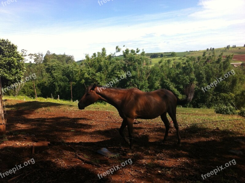 Horse Animal Farm Animals Horse Head