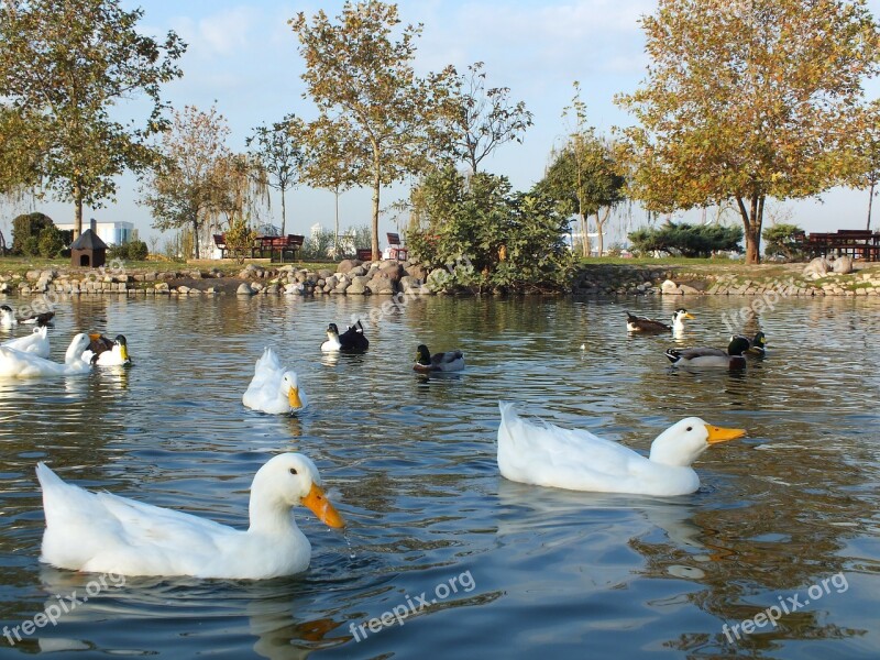 Nature Pond Animal Duck Resting Place