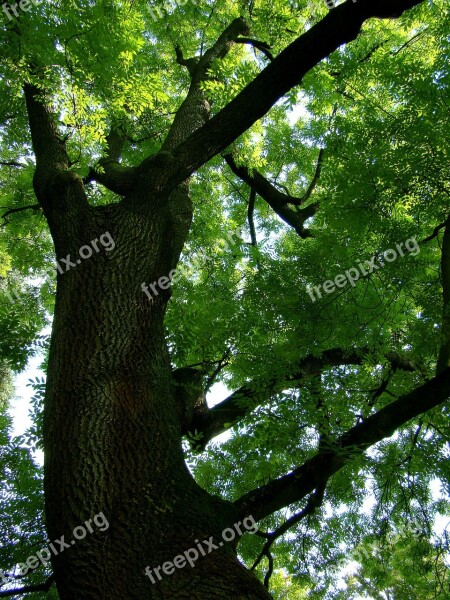 Tree Green Summer Trees Leaves