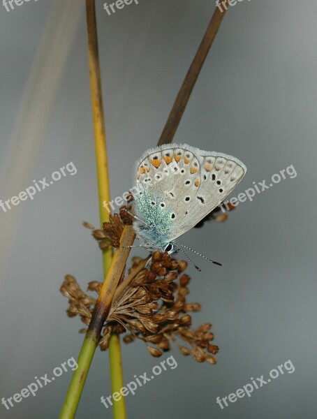 Butterfly Blue Papillon Schmetterling Butterflies