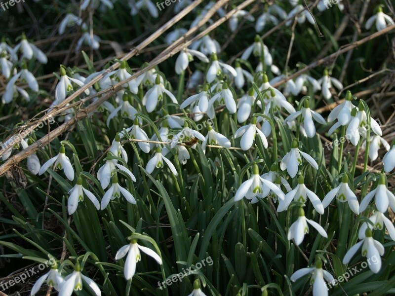 Snowdrop Snowflake White Green Blossom