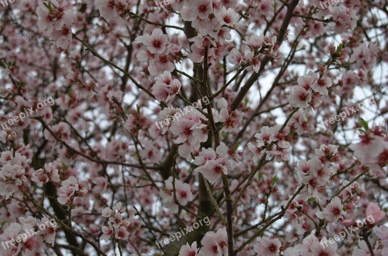 Tree Blossom Bloom Spring Cherry Blossom