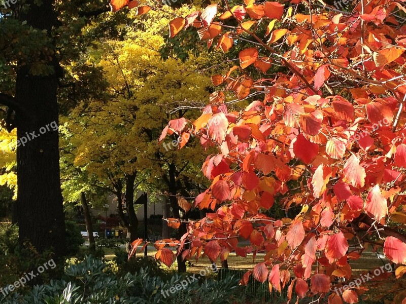 Autumn Fall Foliage Autumn Colours Fall Color Fall Leaves