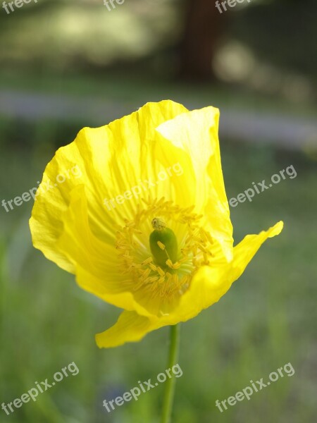 Poppy Yellow Blossom Bloom Flower