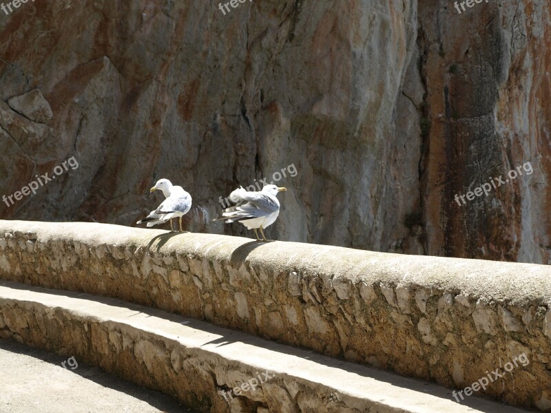 Seagull Rock Bird Waterfowl Nature