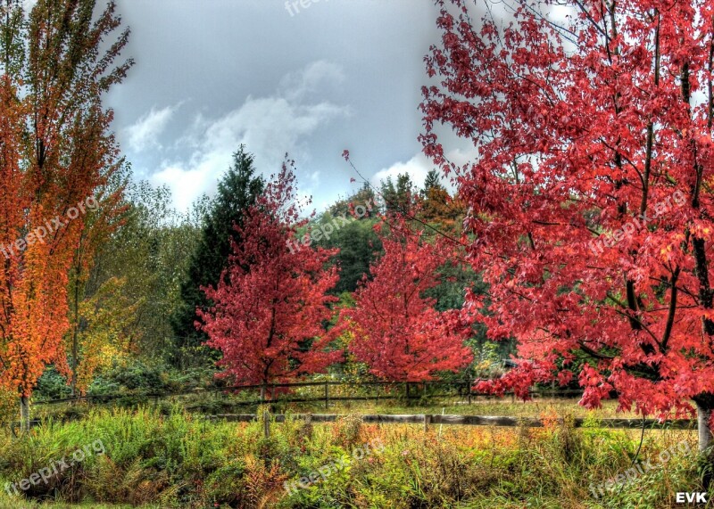 Landscape Vibrant Red Trees Autumn