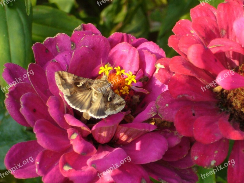 Hummingbird Hawk Moth Butterfly Flowers Summer Nature