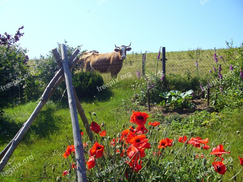 Poppies Cow Poppy Flowers Nature