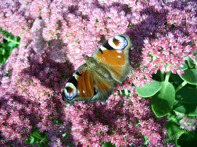 Peacock Butterfly Bird Flower Free Photos