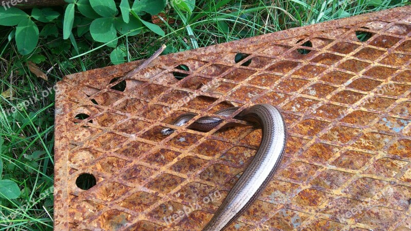 Slow Worm Lizard Grid Rust Animal