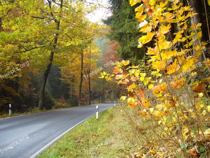 Road Traffic Kirnitzschtal Autumn Leaves