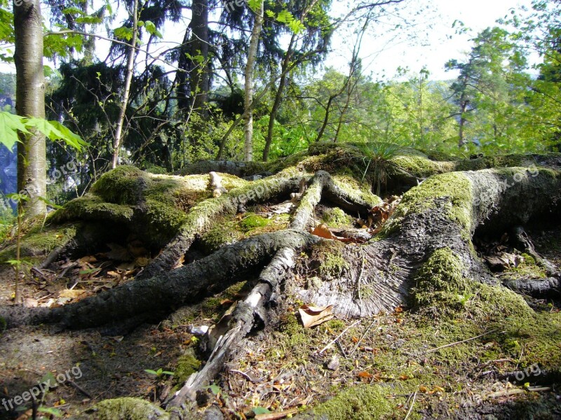 Tree Roots Saxon Switzerland Free Photos