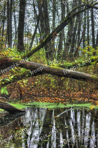 Marshlands Campbellvalley Park Trail Trees