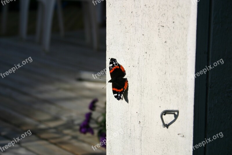 Summer Nature Butterfly Animal Insect