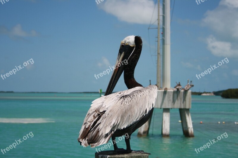 Florida Key West Pelican Nature Water