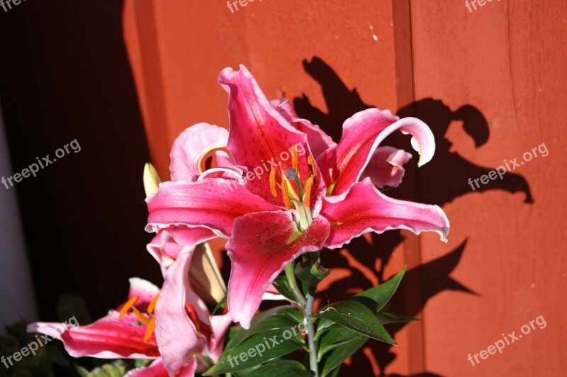 Flower Pink Flora Summer Nature