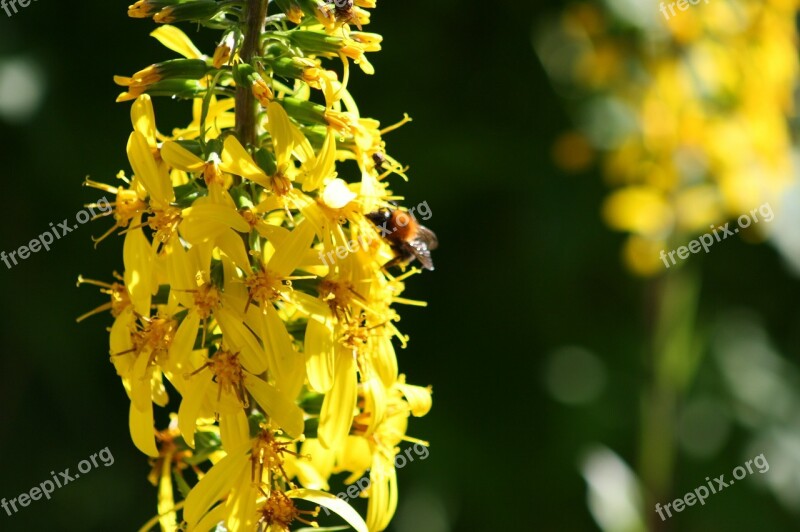 Flower Yellow Wild Flower Plant Nature