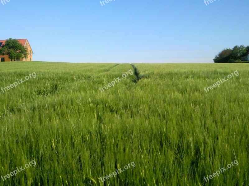 Field Cereals Nature Free Photos