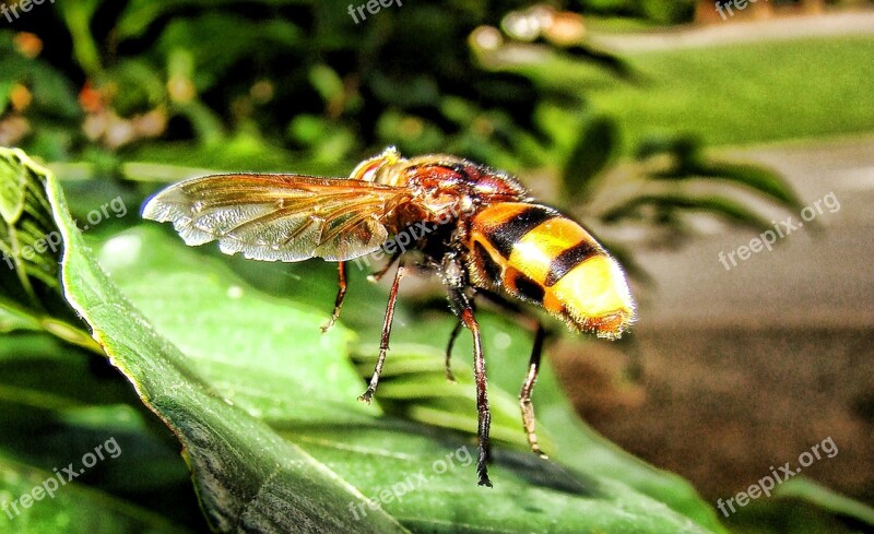 Wasp Insect Yellow Jacket Sting Nature