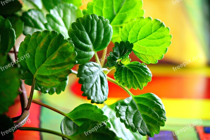 Plant Leaf Plants Green Leaves