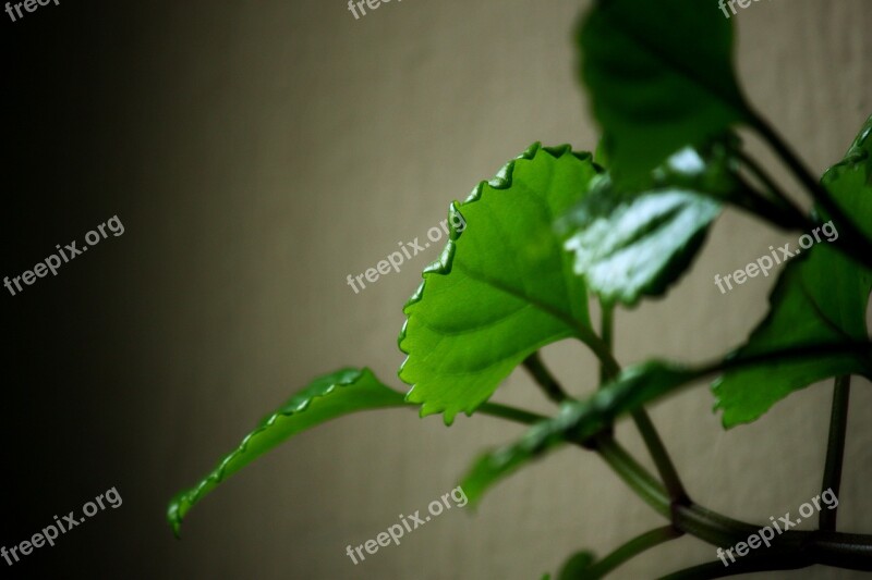 Plant Leaf Plants Green Leaves