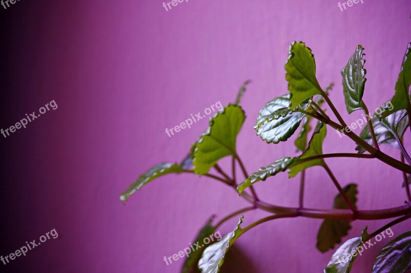 Plant Leaf Plants Green Leaves