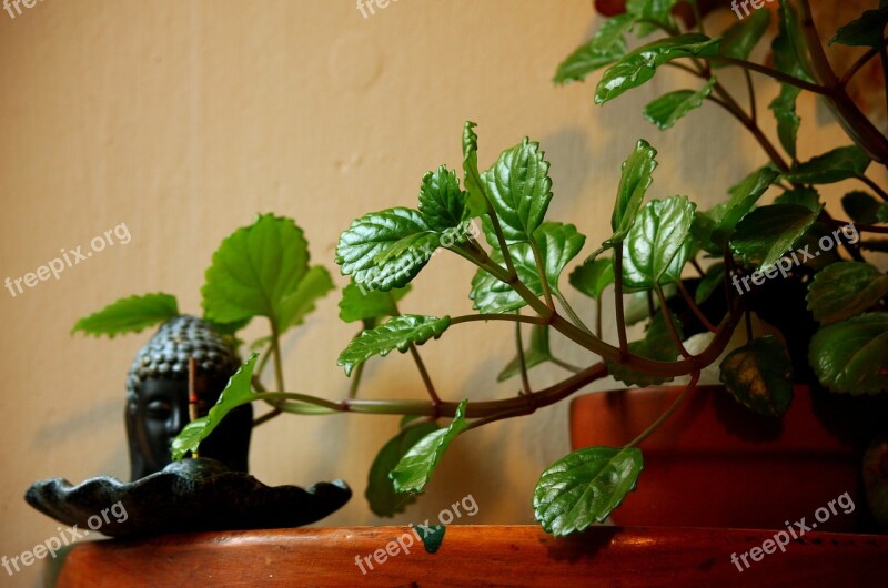 Plant Leaf Plants Green Leaves