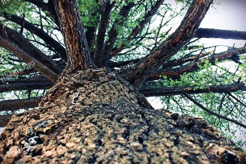 Tree Pine Trunk Bark Wood