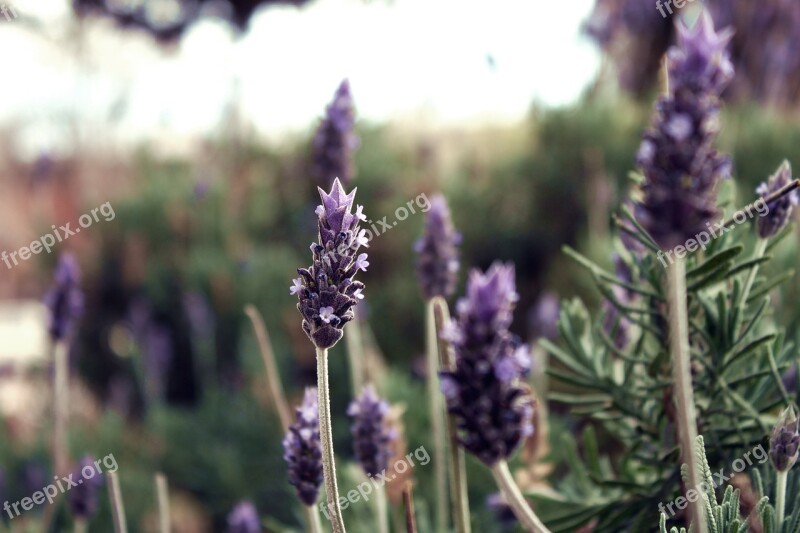 Lavender Flower Lavender Flower Flowers Fragrant