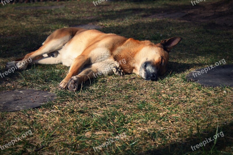 Dog Rest Siesta Sleeping Sleep