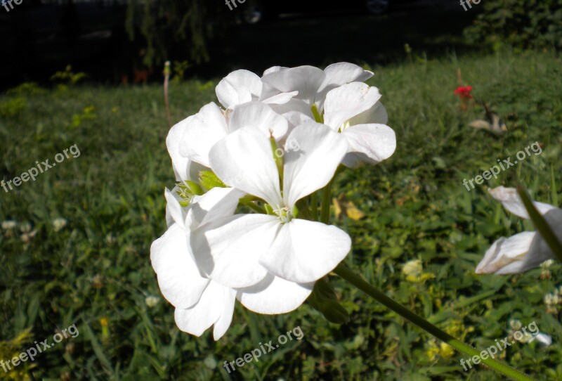 Flower Geranium Nature Gardening Flowerbed