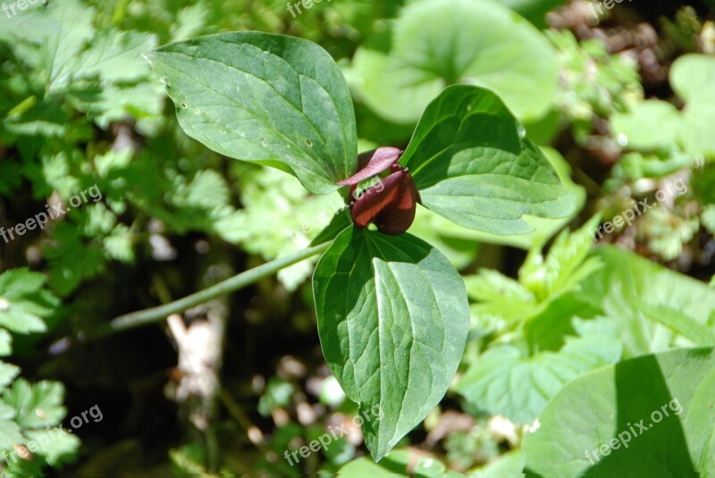 Trillium Woods Plant Plants Forest