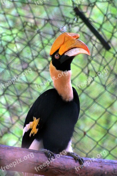 Double Hornbill Parrot Bird Exotic Bannerghatta