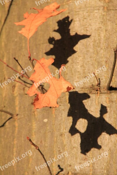 Tree Leaf Leaves Autumn Forest