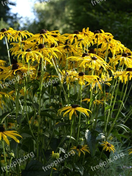 Coneflower Yellow Blossom Bloom Sunny