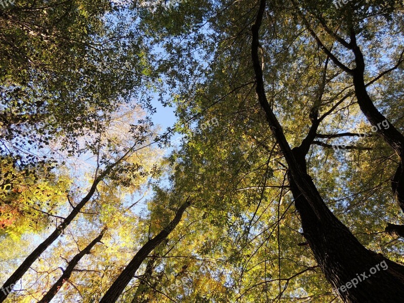 Treetop Canopy Top Forest Trees