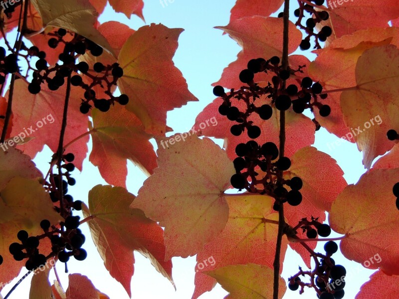 Ivy Autumn Reddish Leaves Free Photos