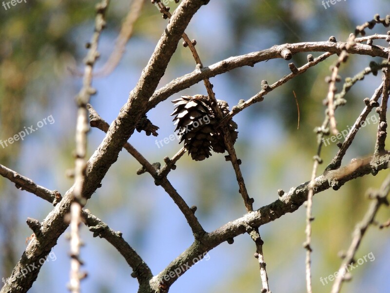 Larch Tree Branch Autumn Nature