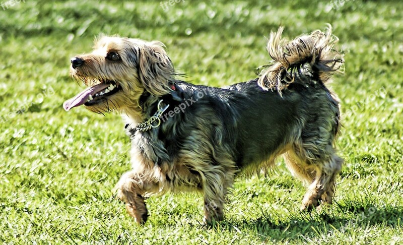 Terrier Dog Cute Grass Pets