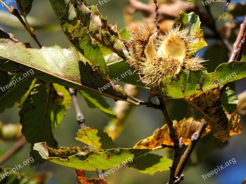 Chestnut Open Autumn Tree Nature