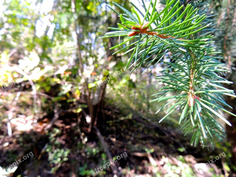 Needles Conifer Forest Tree Branch