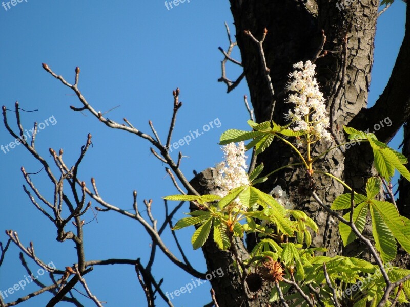 Chestnut Blossom Chestnut Blossom Bloom Tree