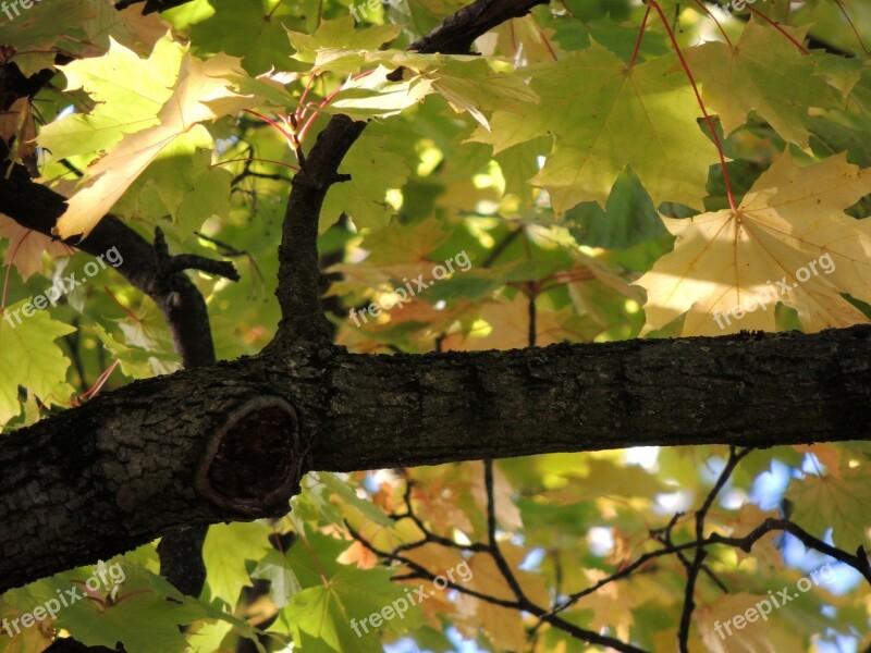 Maple Leaves Maple Branch Leaves Autumn