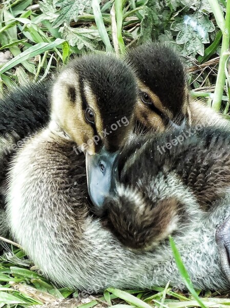 Ducklings Duckling Duck Tiny Little