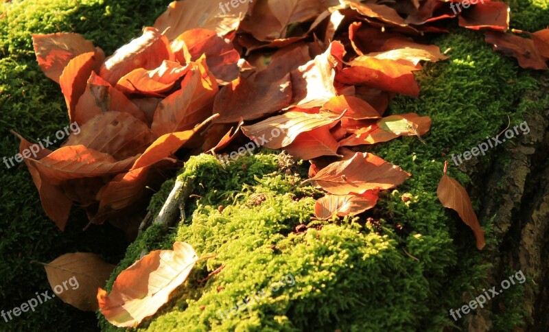 Autumn Leaves Moss Wood Forest