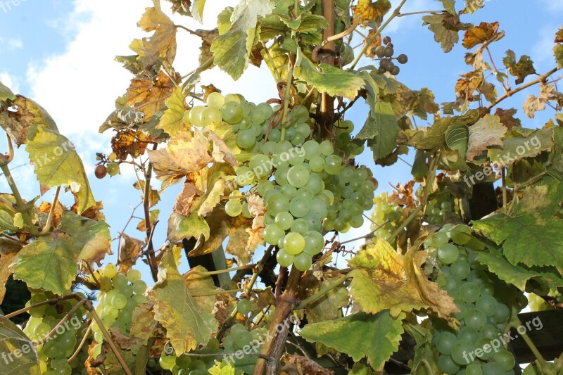 Wine Grapes Autumn Harvest Sunlight