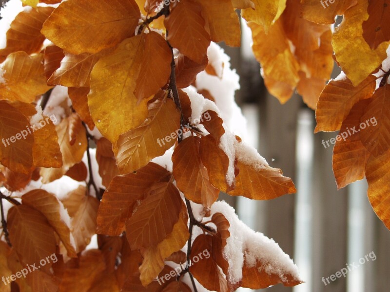 Leaves Colorful Snowy Wintry Snow