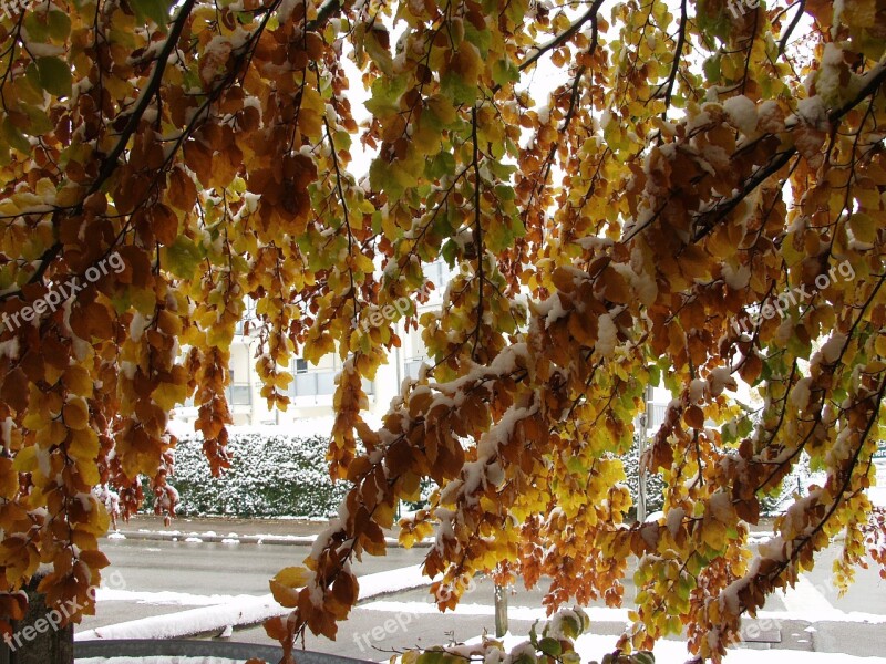 Branches Fall Foliage Snow October Free Photos