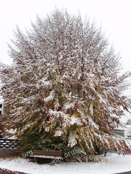 Tree Beech Fall Foliage Winter Blast Snow