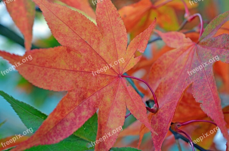 Autumn Leaves Leaf Tree Forest